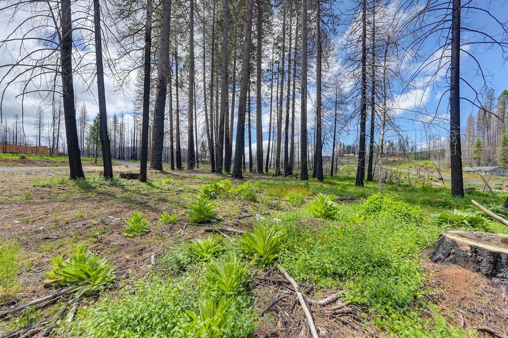 Wooded Glen Road, Grizzly Flats, California image 33