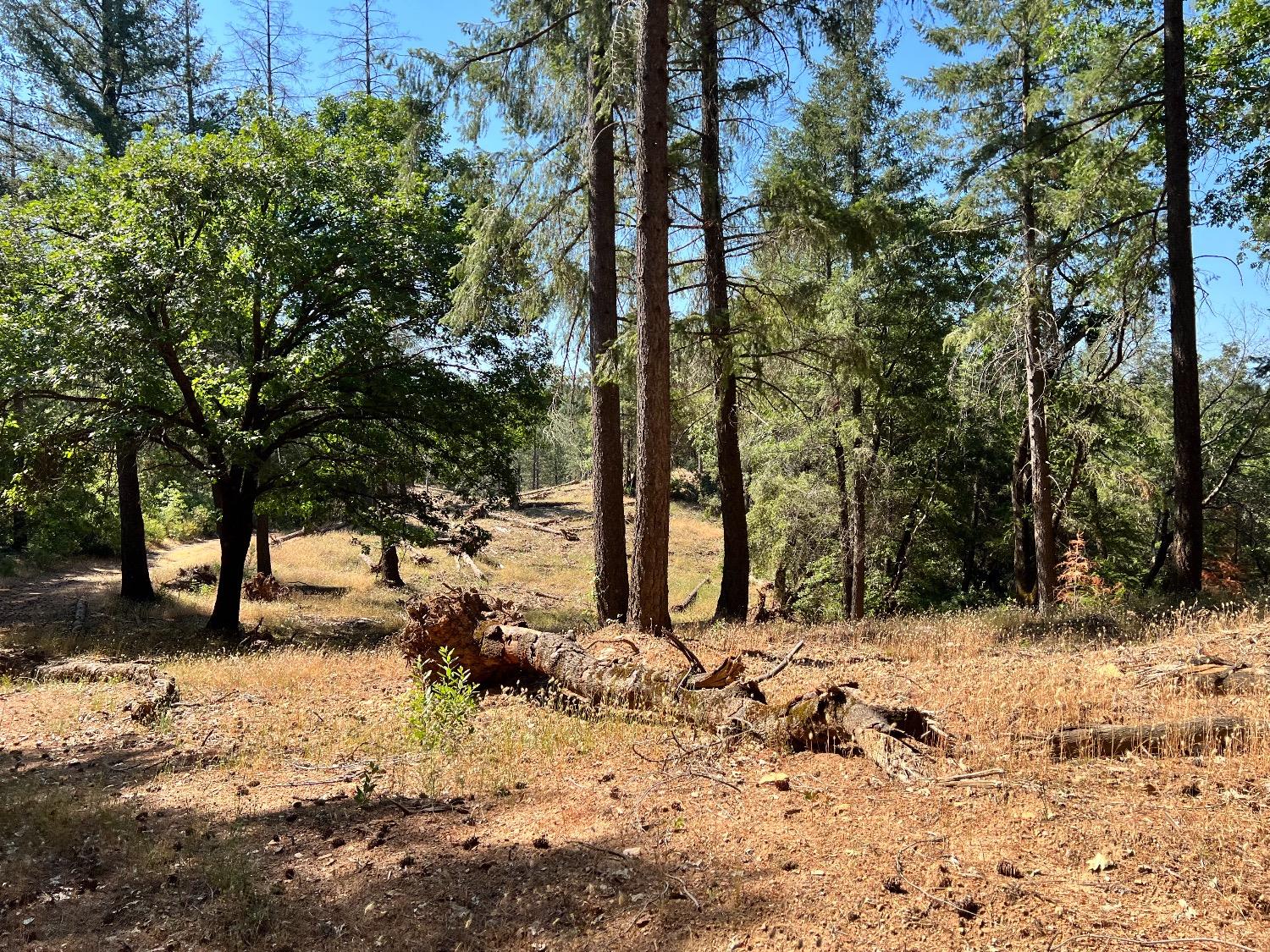 Bottle Hill Road, Georgetown, California image 3