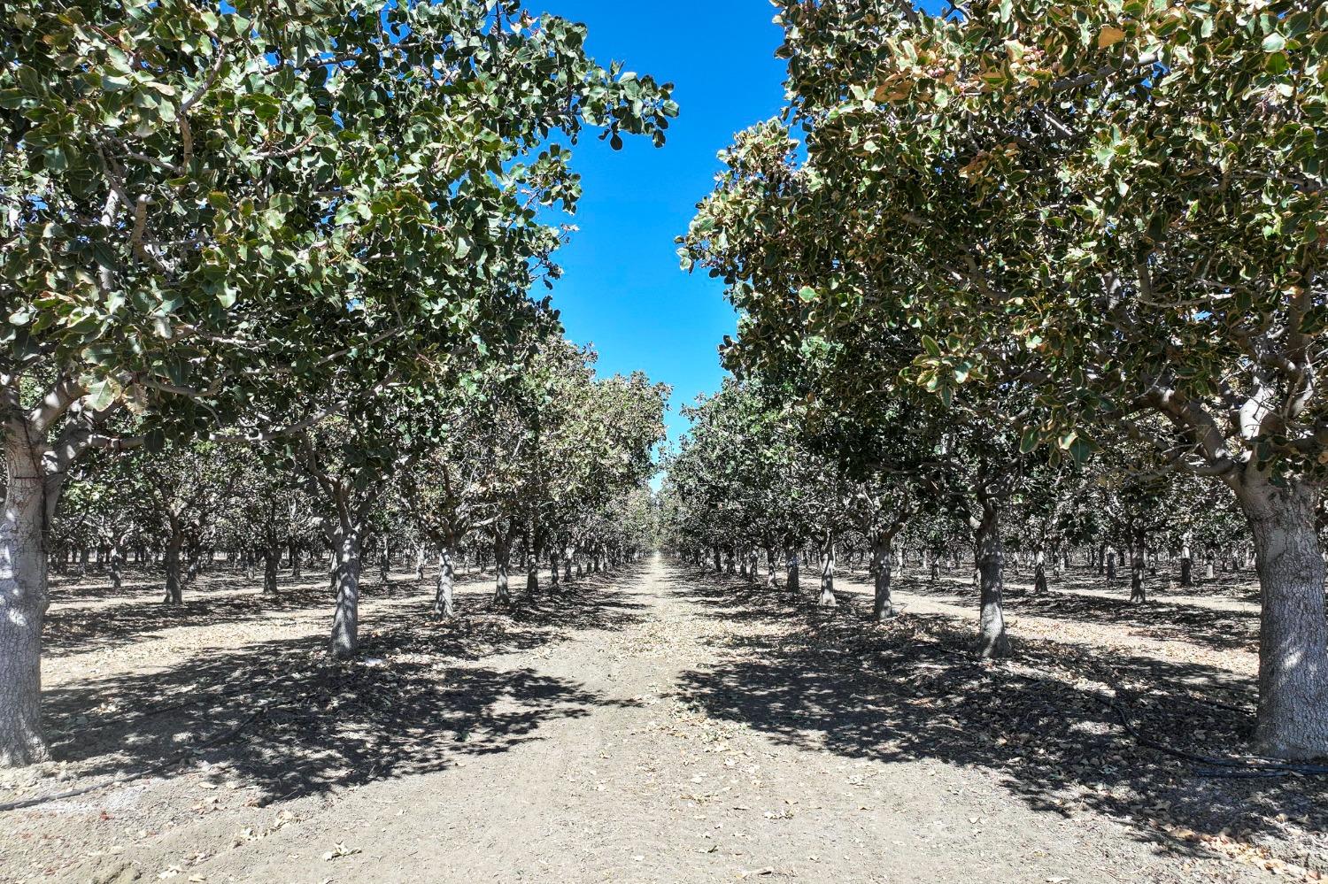 W Adams, Mendota, California image 2