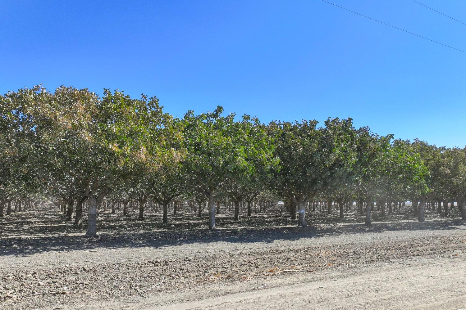 W Adams, Mendota, California image 8