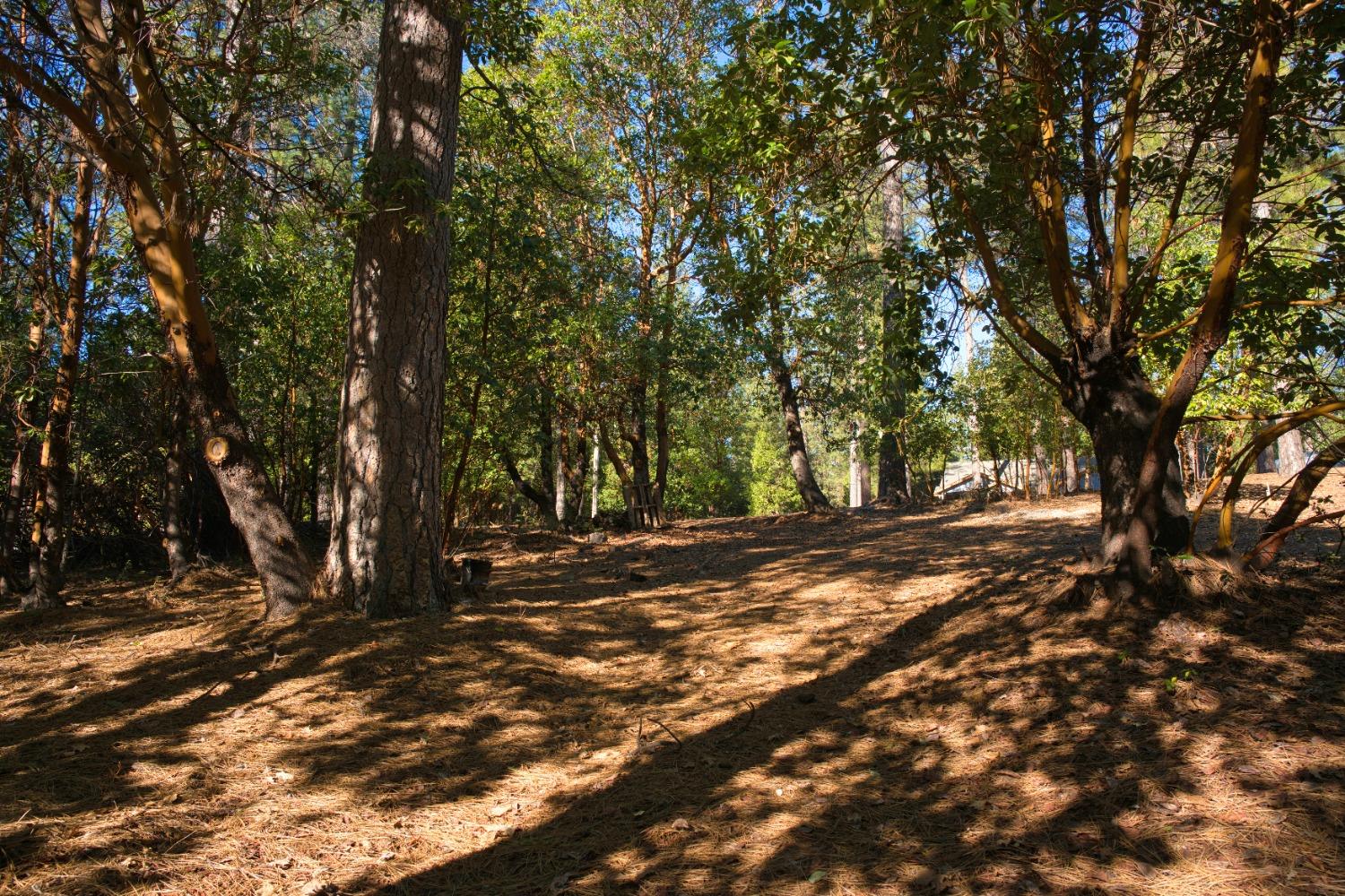 Pine Cone Court, Placerville, California image 4