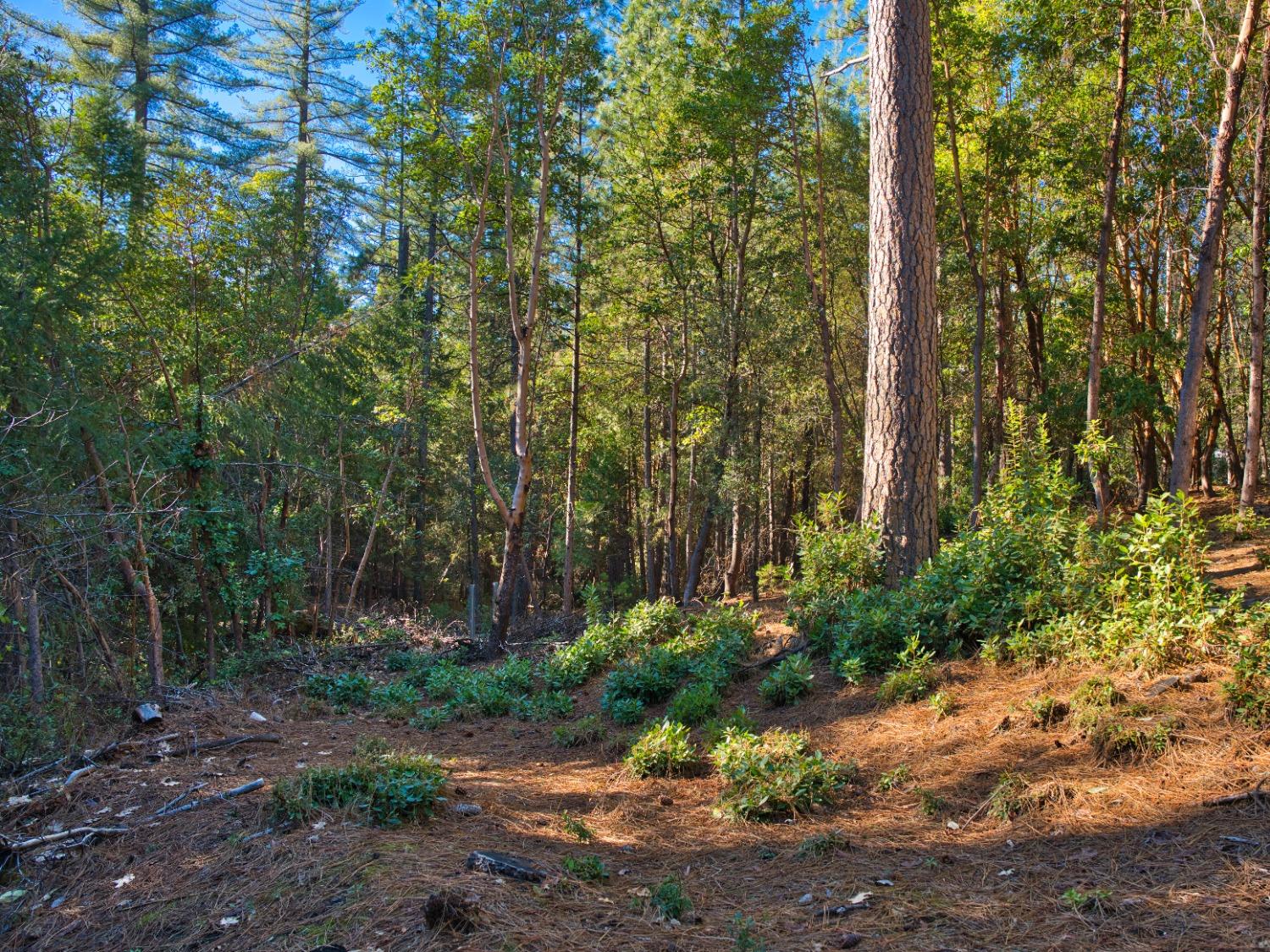 Pine Cone Court, Placerville, California image 10