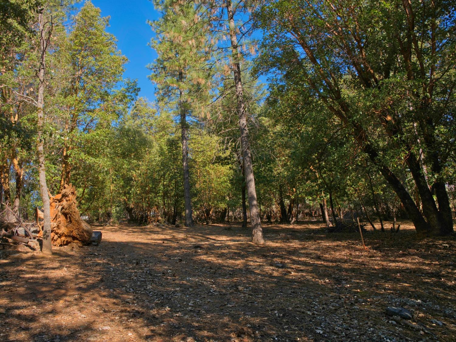 Pine Cone Court, Placerville, California image 5