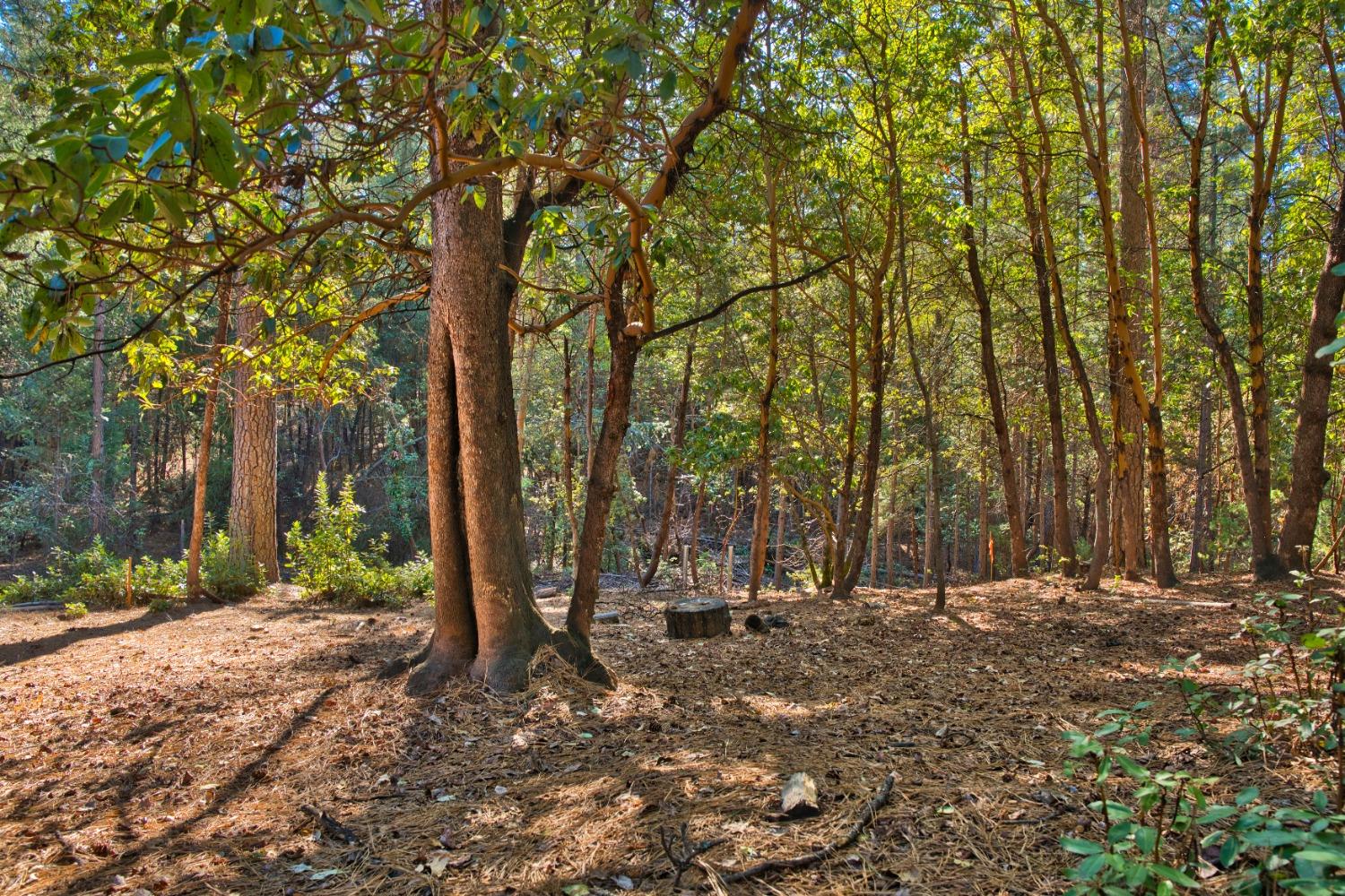 Pine Cone Court, Placerville, California image 2