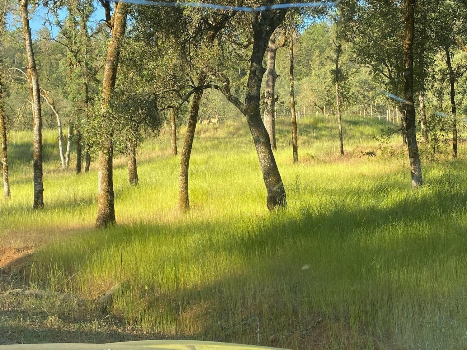 Clark Mountain Road, Lotus, California image 4