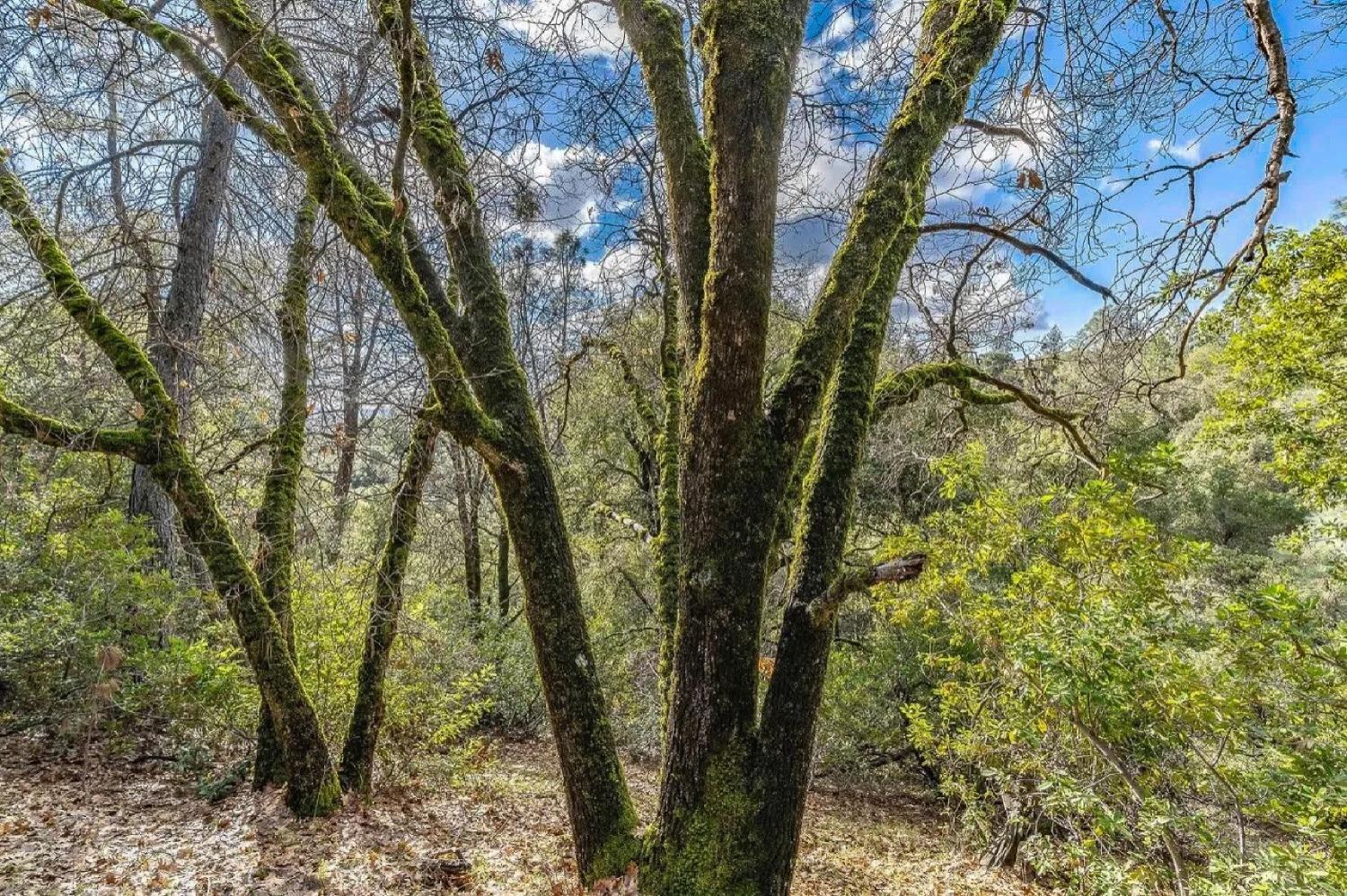 Red Mule Road, Fiddletown, California image 7