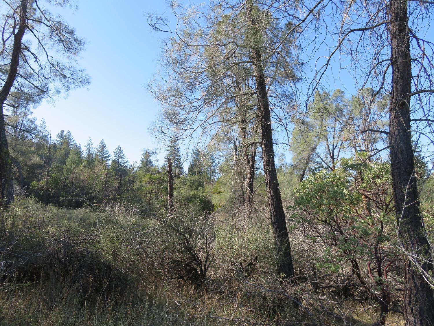 Williams Road, Pioneer, California image 8