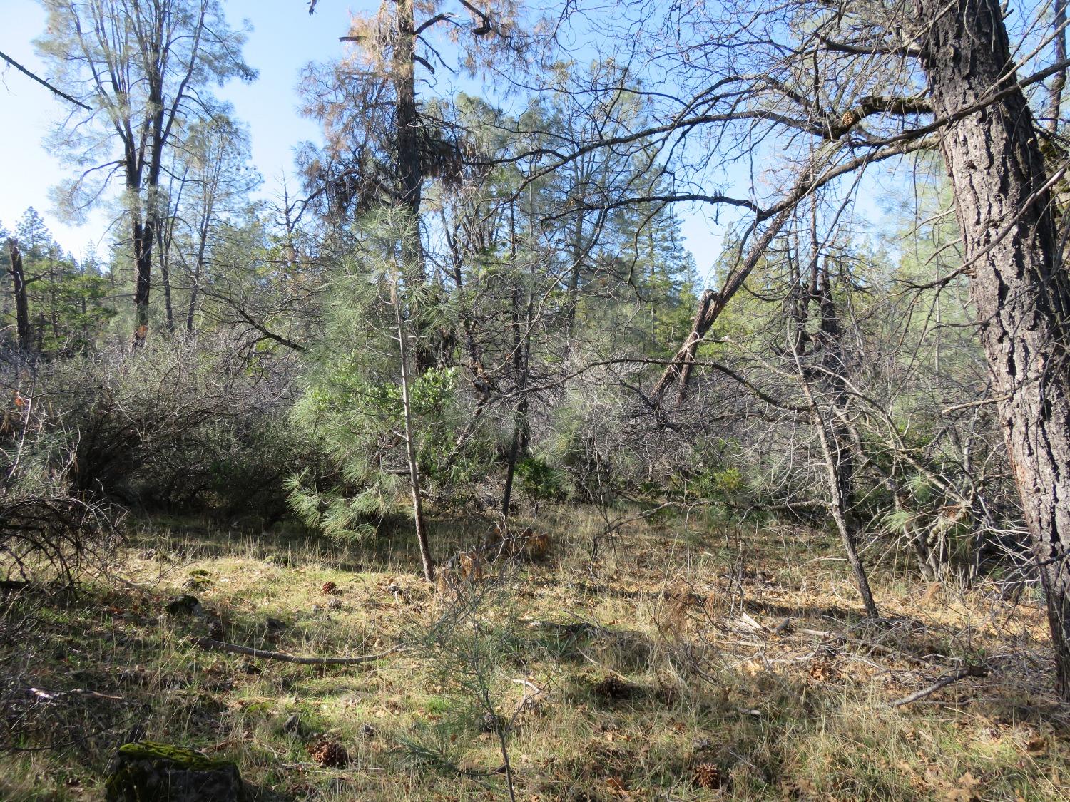 Williams Road, Pioneer, California image 7