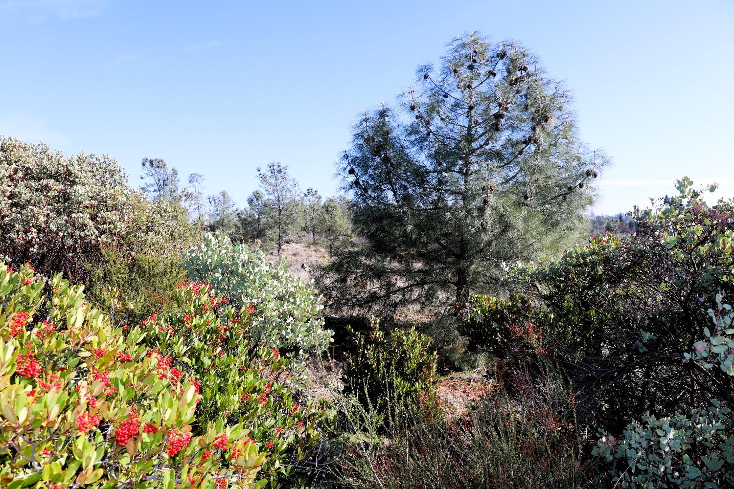 Product Drive, Shingle Springs, California image 6