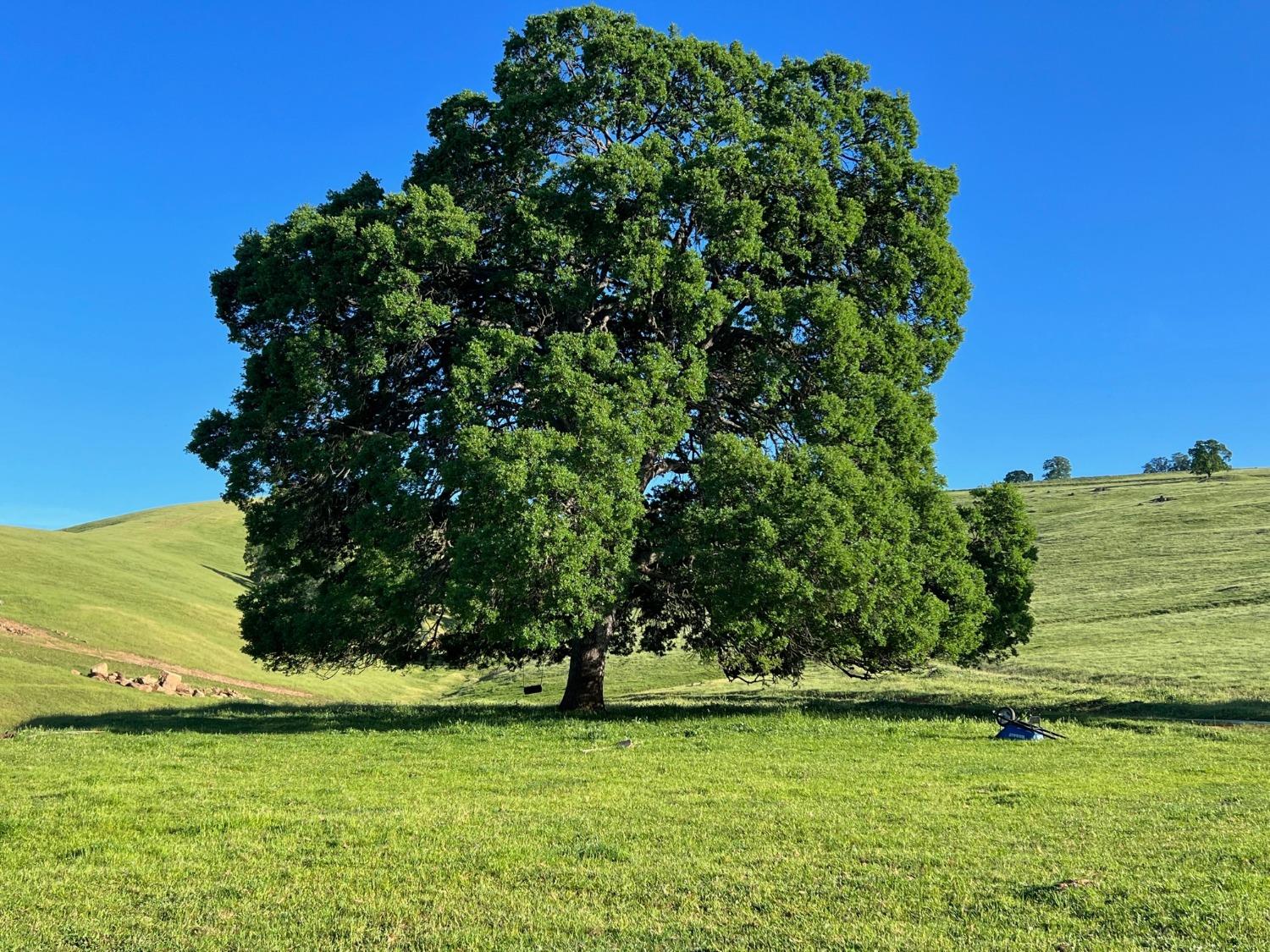 New Chicago Road, Drytown, California image 15