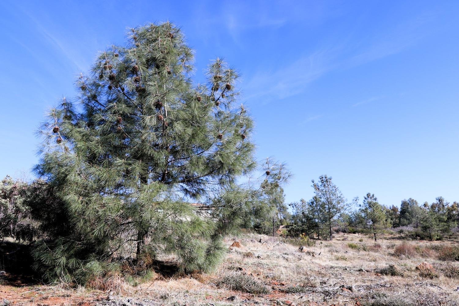 Product Drive, Shingle Springs, California image 11