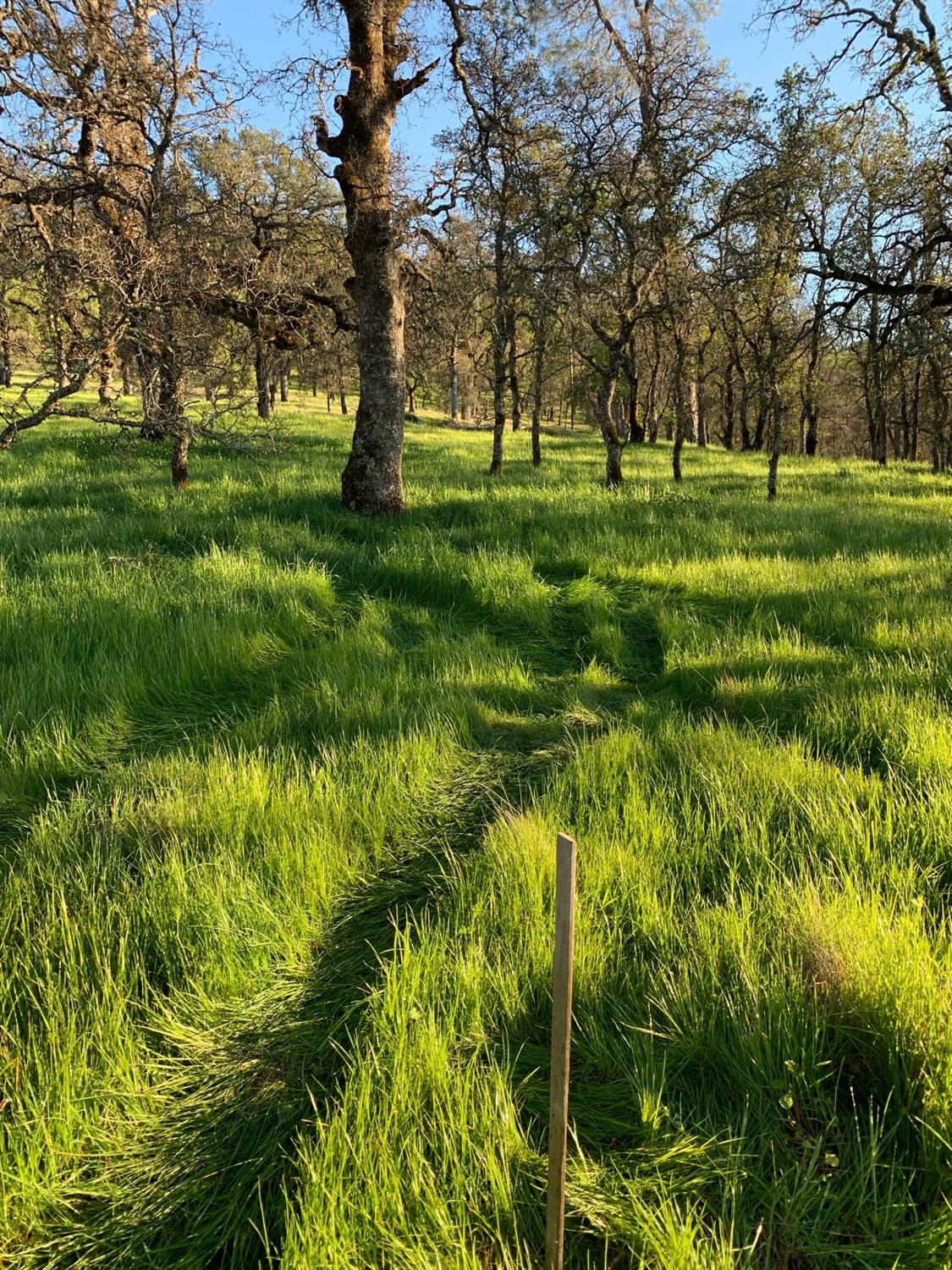 Scott Forbes Road, Browns Valley, California image 27