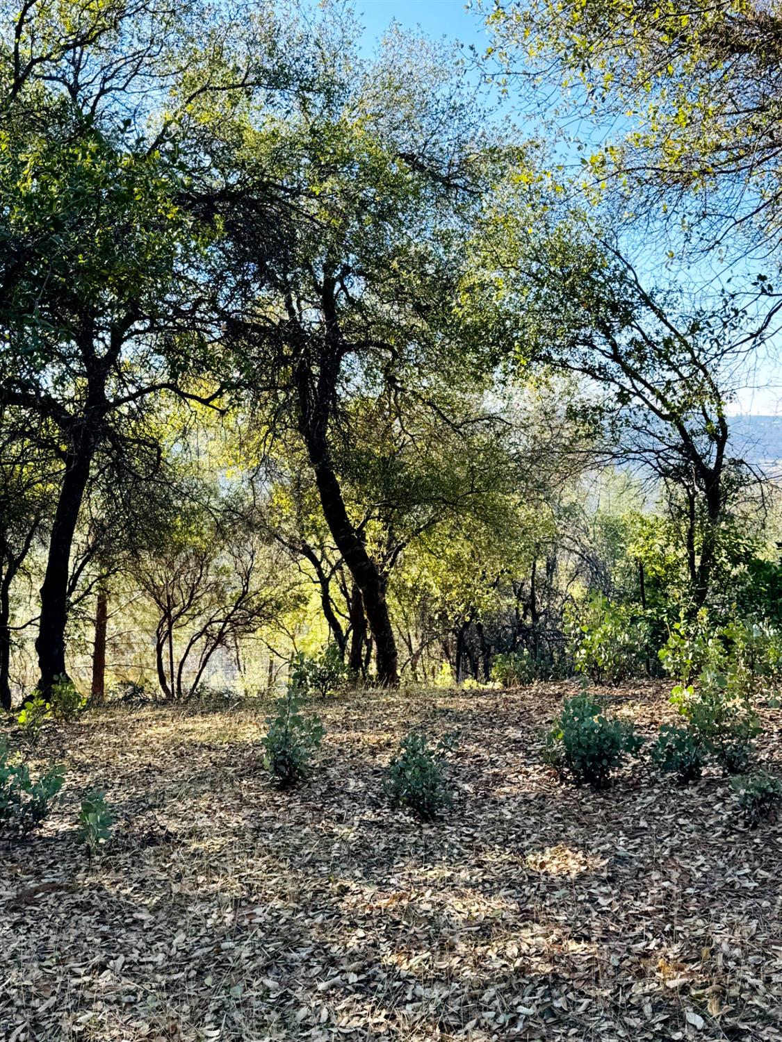 Rodesino Road, Mountain Ranch, California image 1