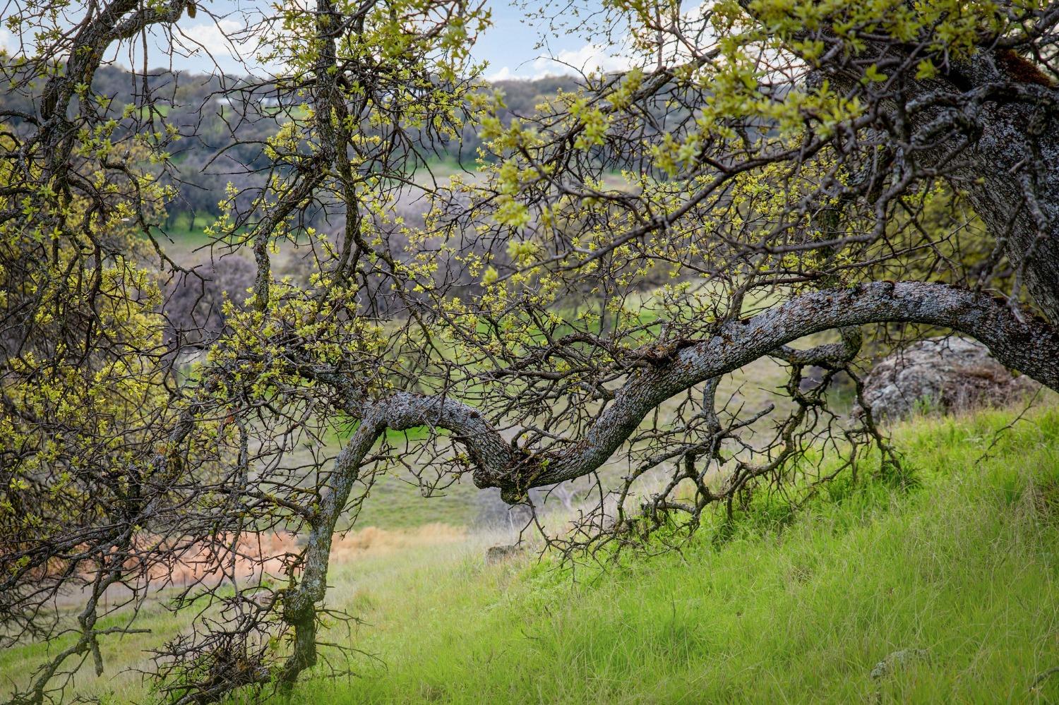 Dawnridge Court, Grass Valley, California image 39