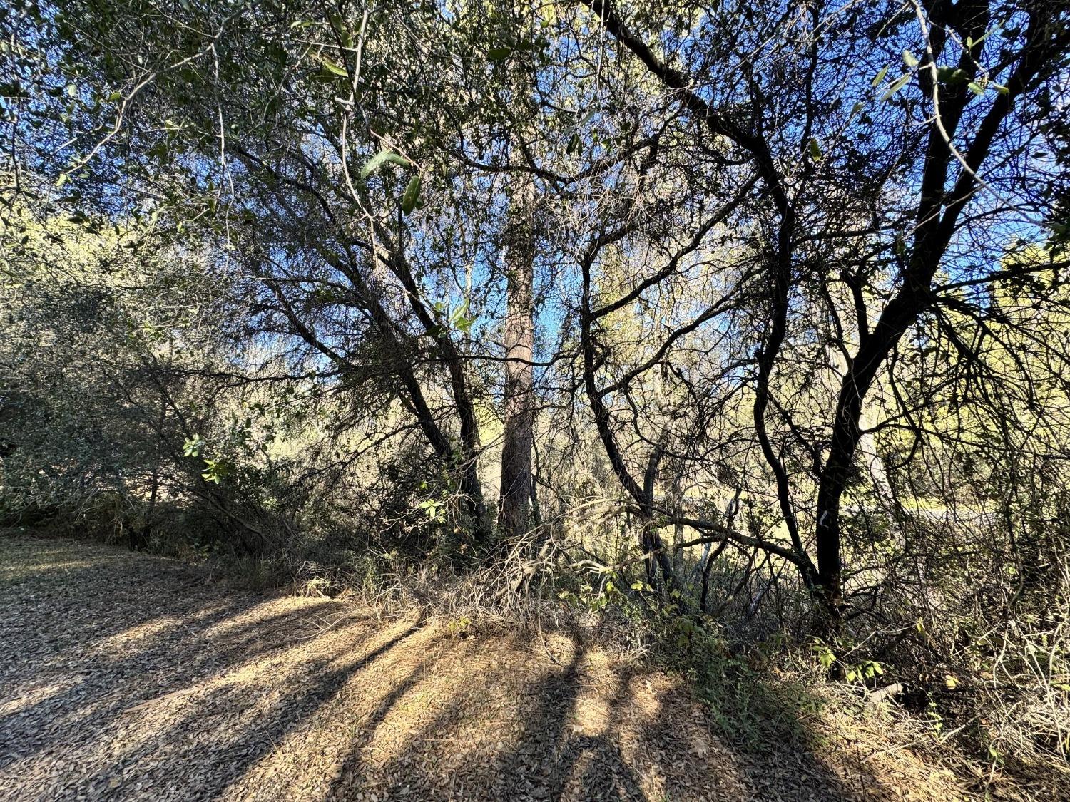 Joseph Lane, Diamond Springs, California image 2