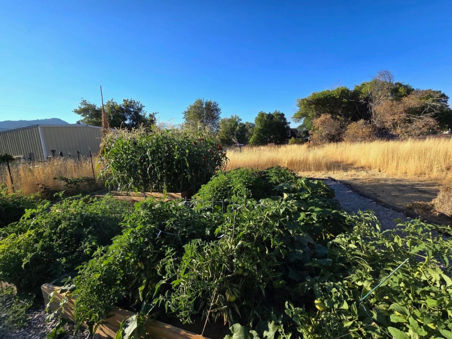 Townsend Street, Cedarville, California image 16