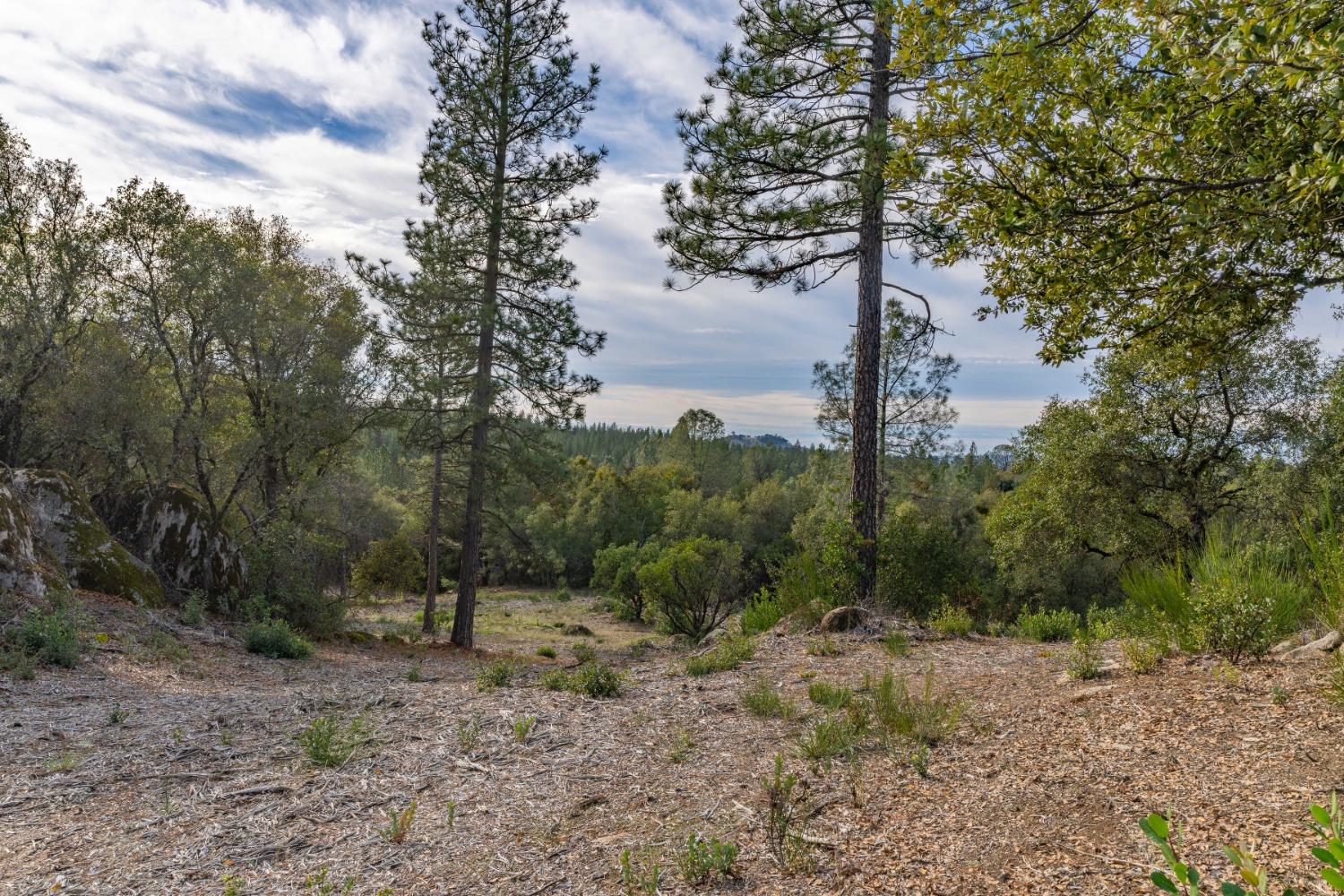 Emigrant Trail, River Pines, California image 13