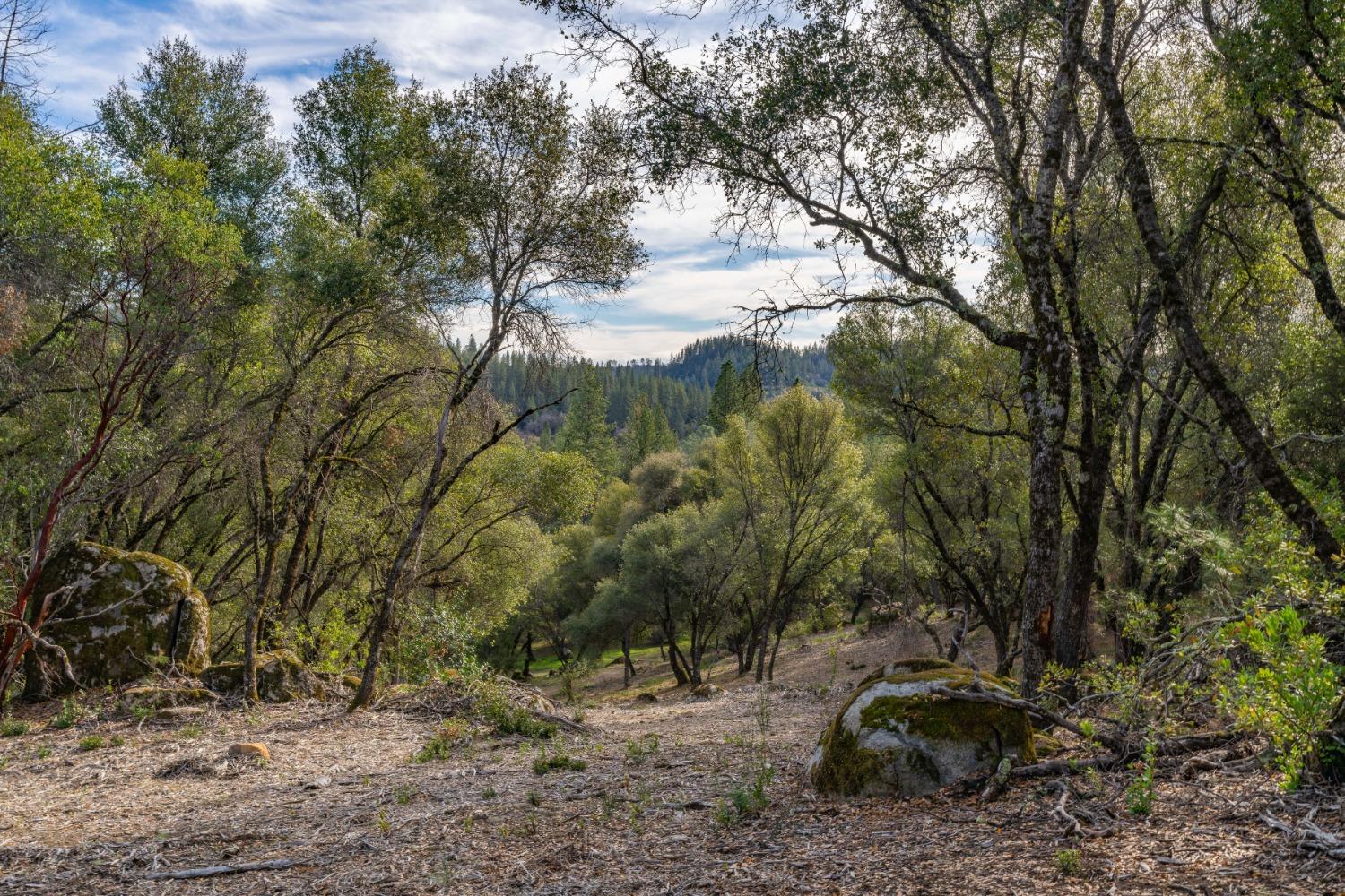 Emigrant Trail, River Pines, California image 12