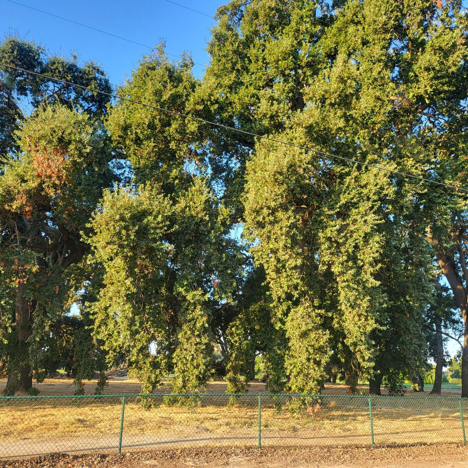 Lee Road, Nicolaus, California image 7