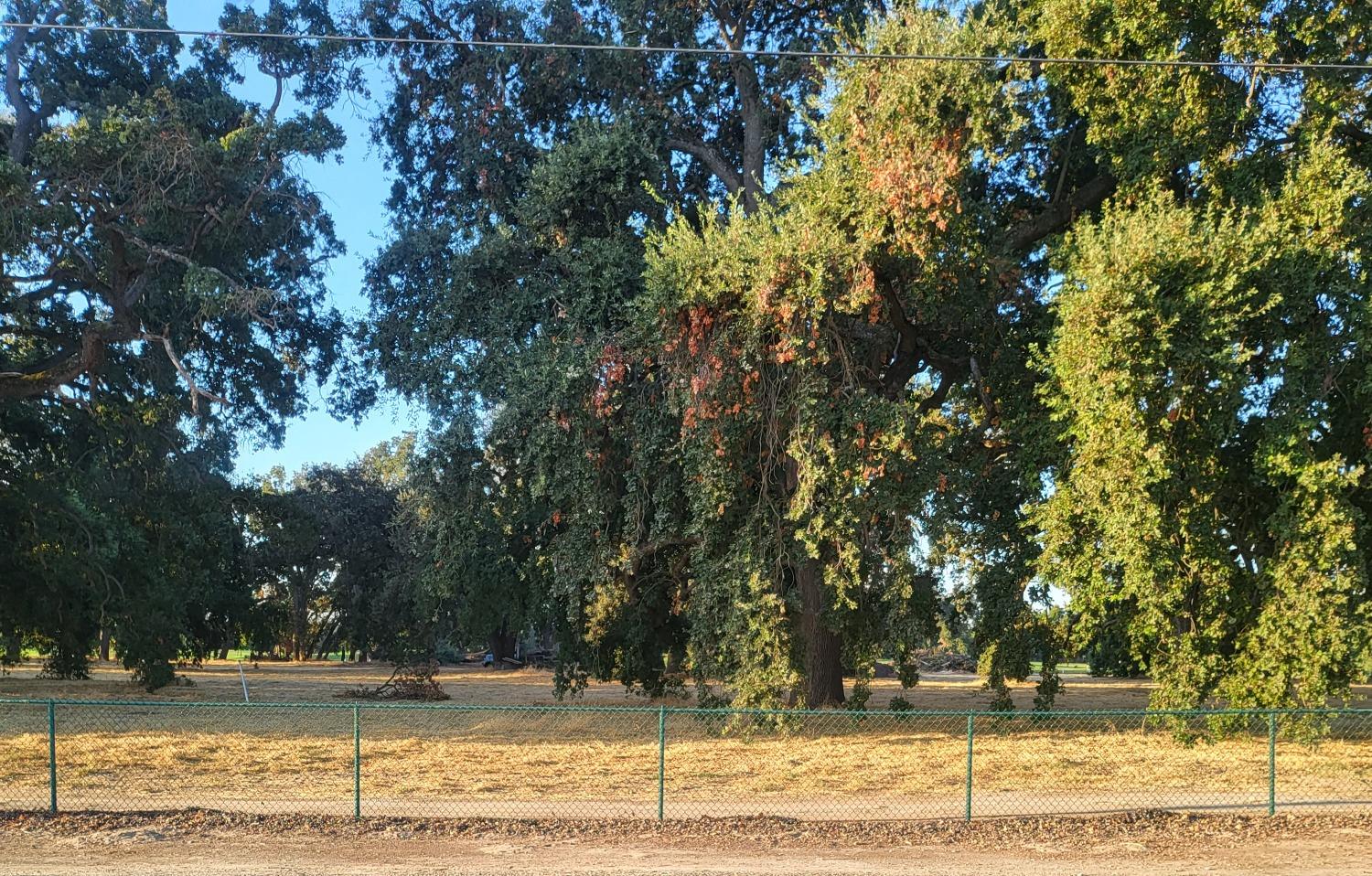 Lee Road, Nicolaus, California image 4