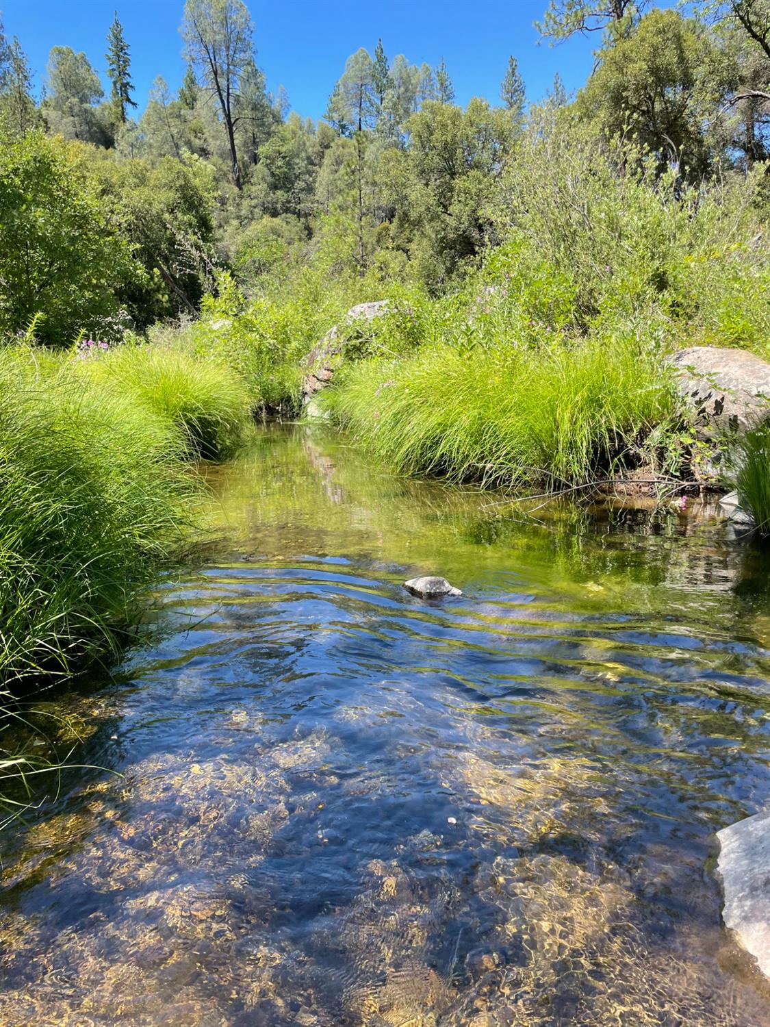 Emigrant Trail, River Pines, California image 32