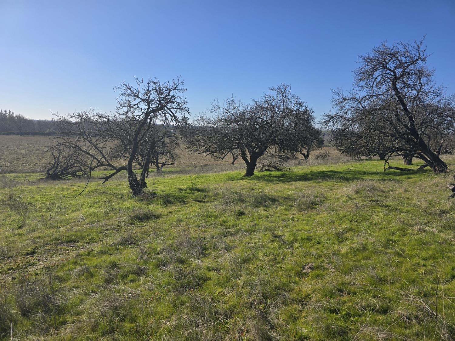 Orange Blossom Road, Oakdale, California image 4