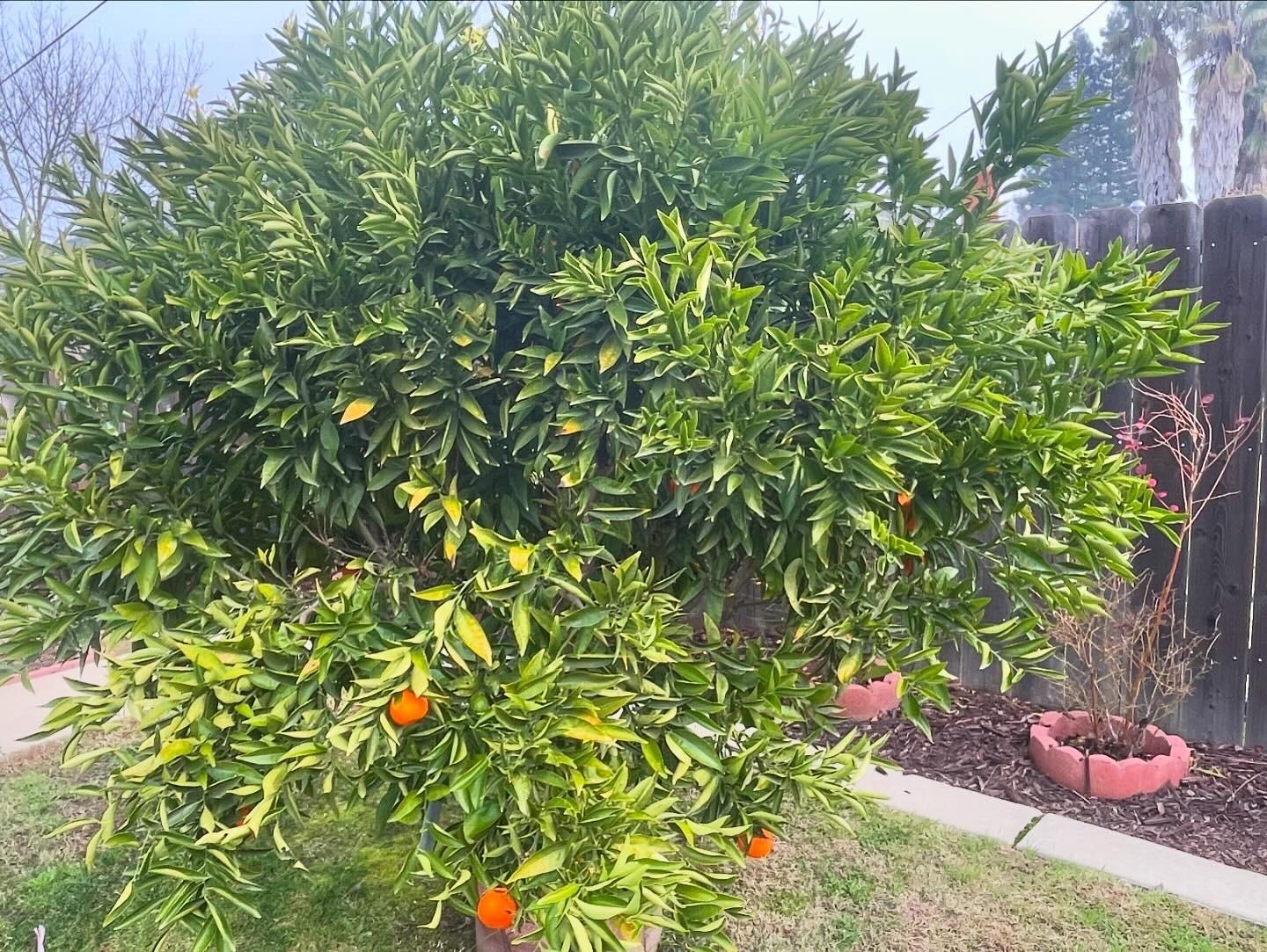 Detail Gallery Image 55 of 66 For 820 Park St, Lodi,  CA 95240 - 3 Beds | 2 Baths