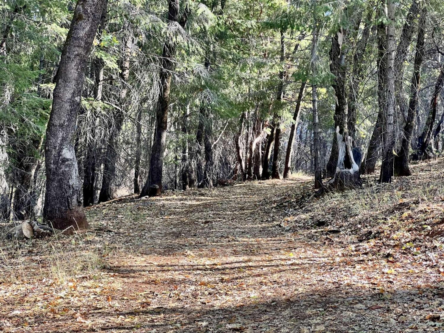 Bunker Hill Mine Road, Oroville, California image 8