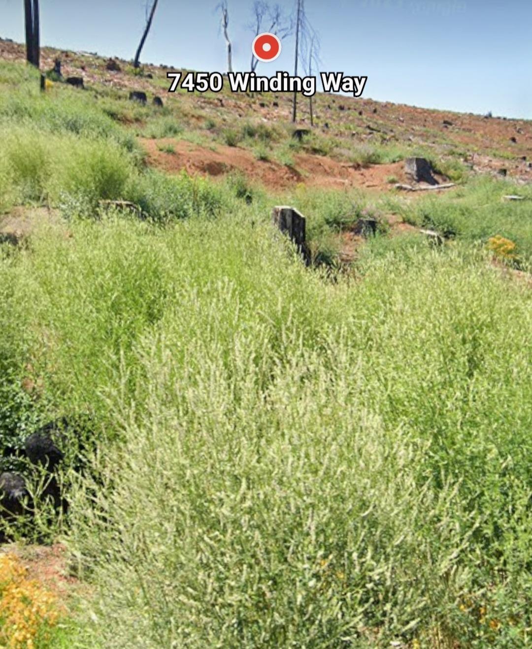 Winding Way, Grizzly Flats, California image 9