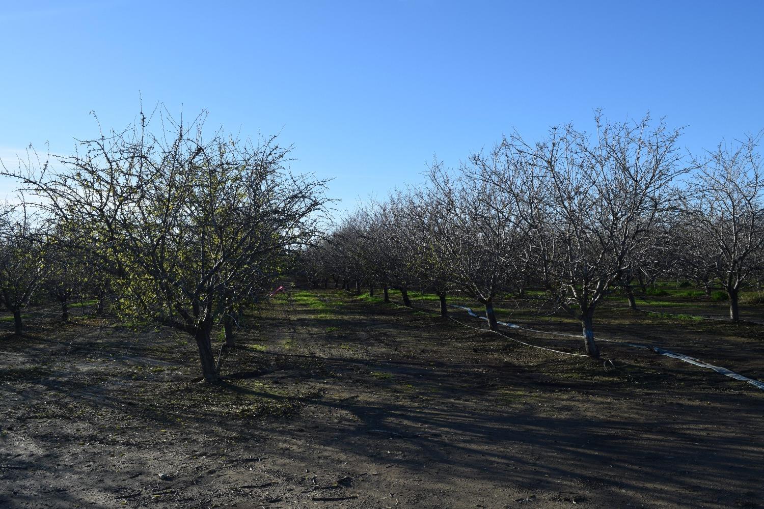 County Road 11, Esparto, California image 11