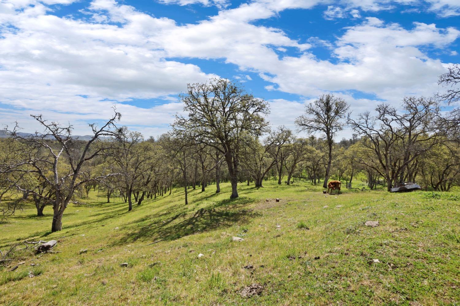 Chuckwagon Drive, Copperopolis, California image 5