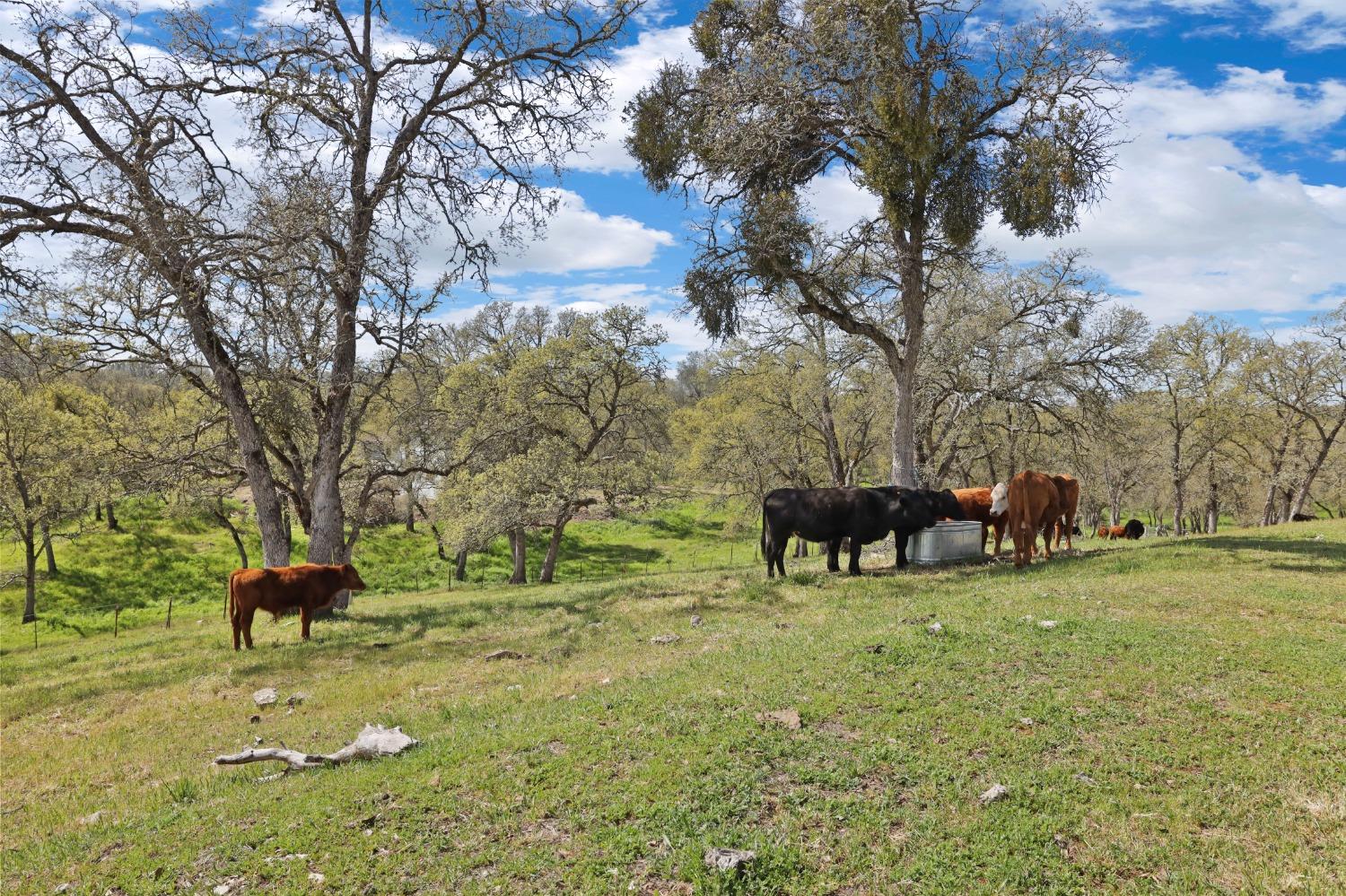 Chuckwagon Drive, Copperopolis, California image 4