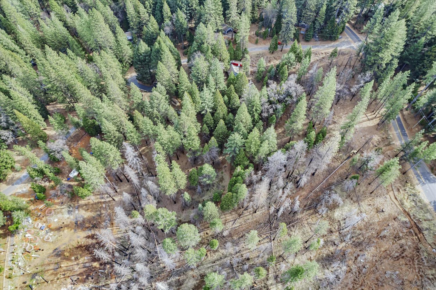 Grizzly Flat Road, Grizzly Flats, California image 8