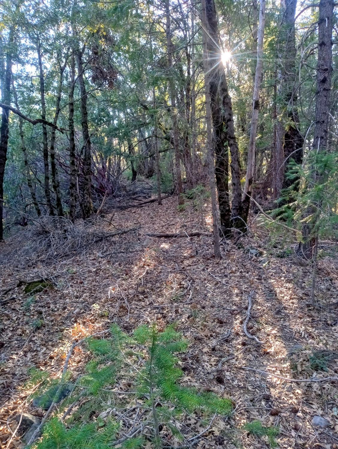 Moody Ridge, Gold Run, California image 1