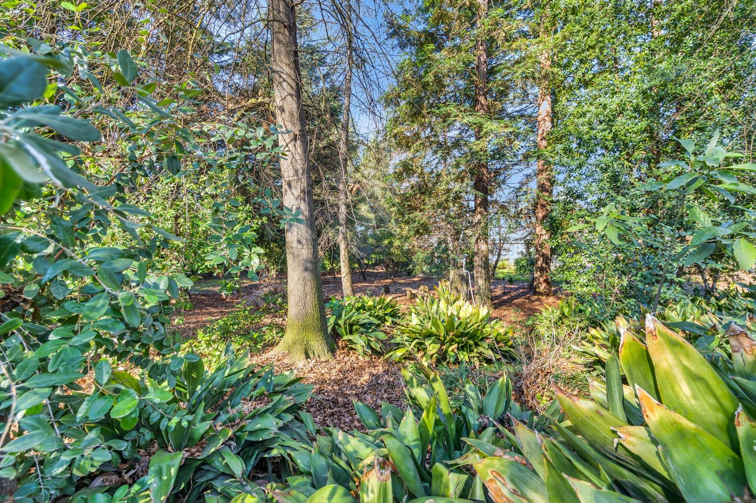 Detail Gallery Image 59 of 79 For 11909 Giusti Rd, Herald,  CA 95638 - 3 Beds | 2/1 Baths