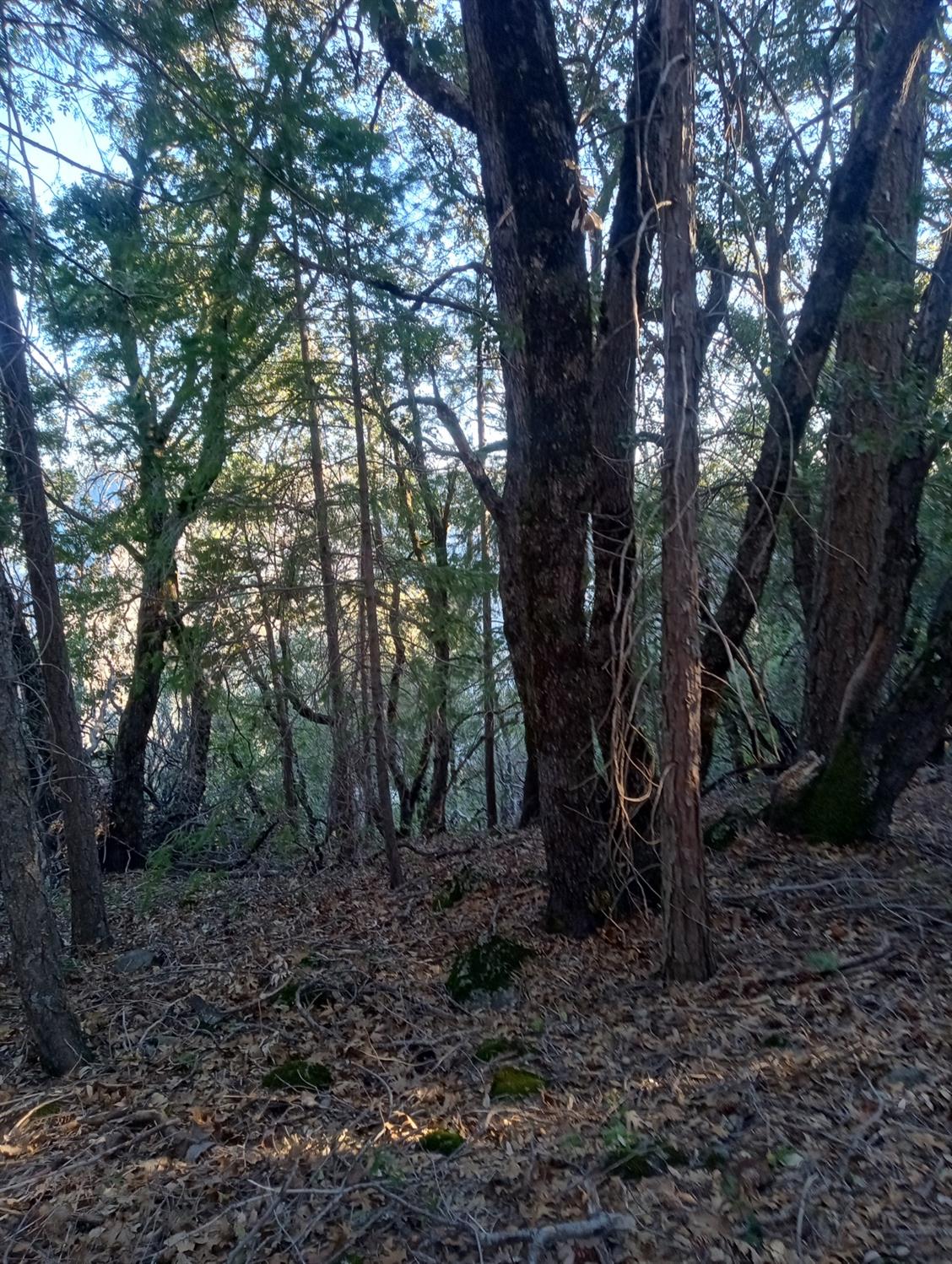 Moody Ridge, Gold Run, California image 2