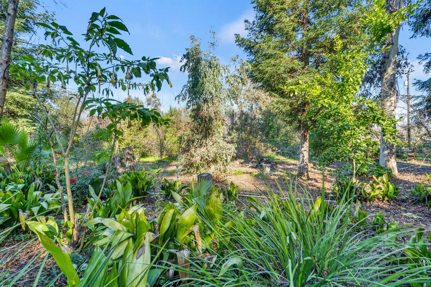 Detail Gallery Image 58 of 79 For 11909 Giusti Rd, Herald,  CA 95638 - 3 Beds | 2/1 Baths