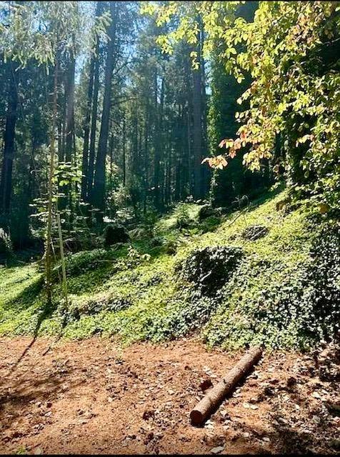 Manzanita Trail, Colfax, California image 7