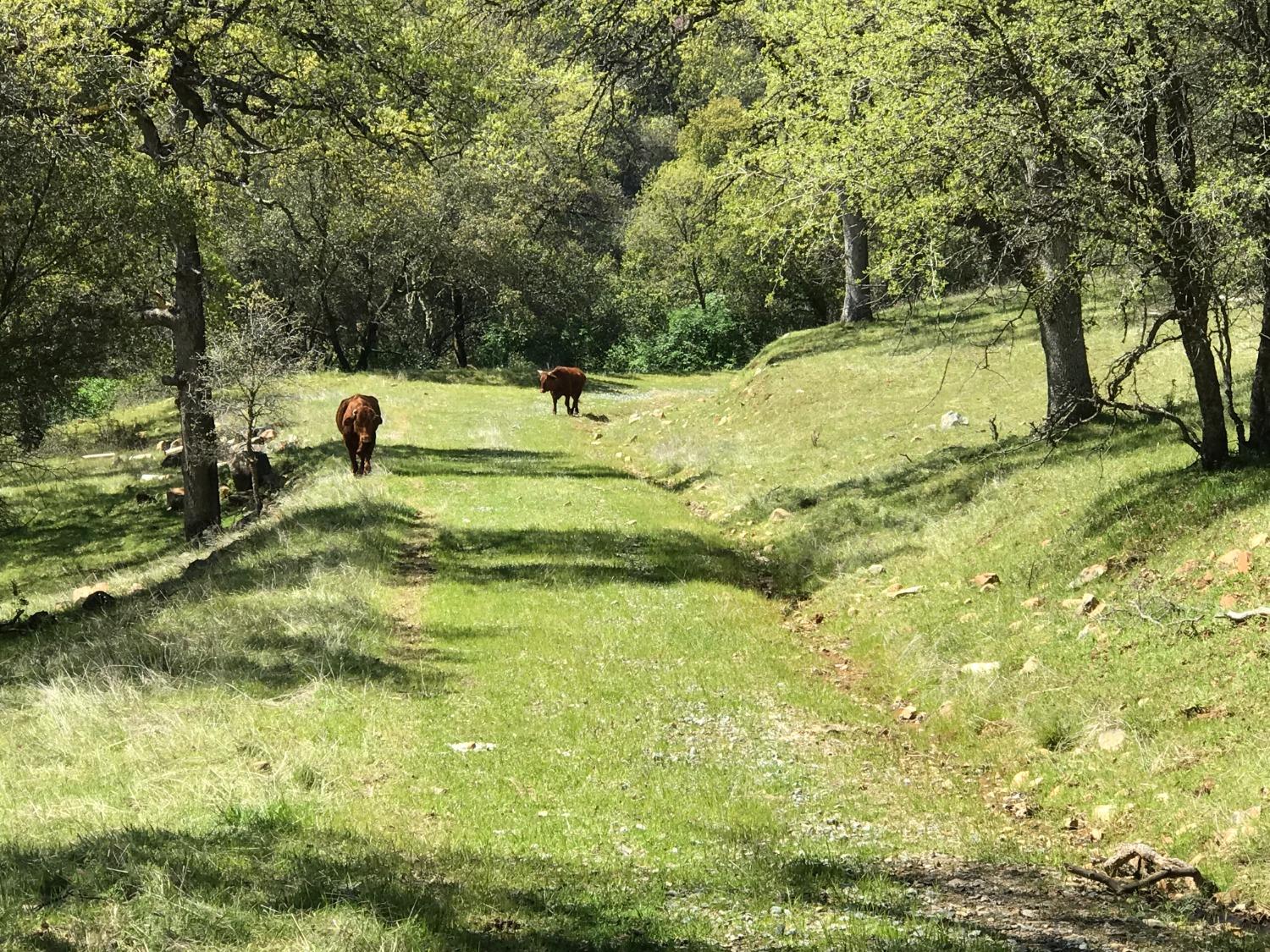 Thompson Hill Road, Placerville, California image 7