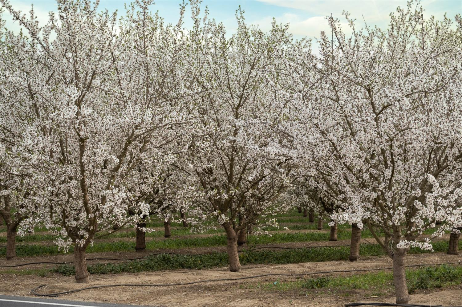 Hart Road, Modesto, California image 12