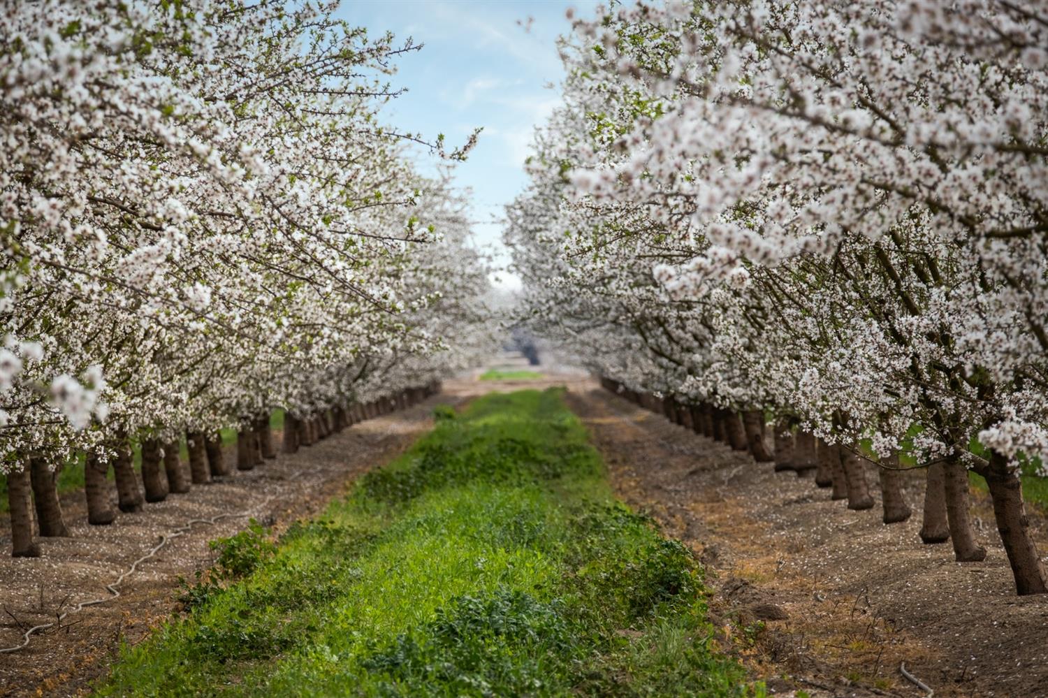 Hart Road, Modesto, California image 14