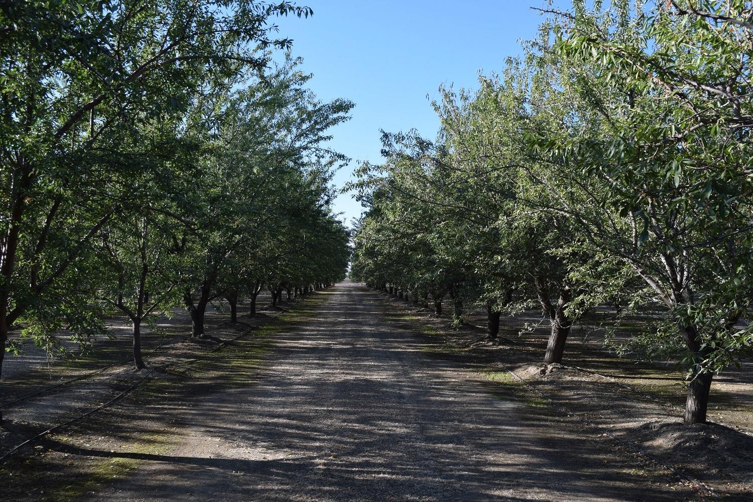 Wildwood, Arbuckle, California image 6