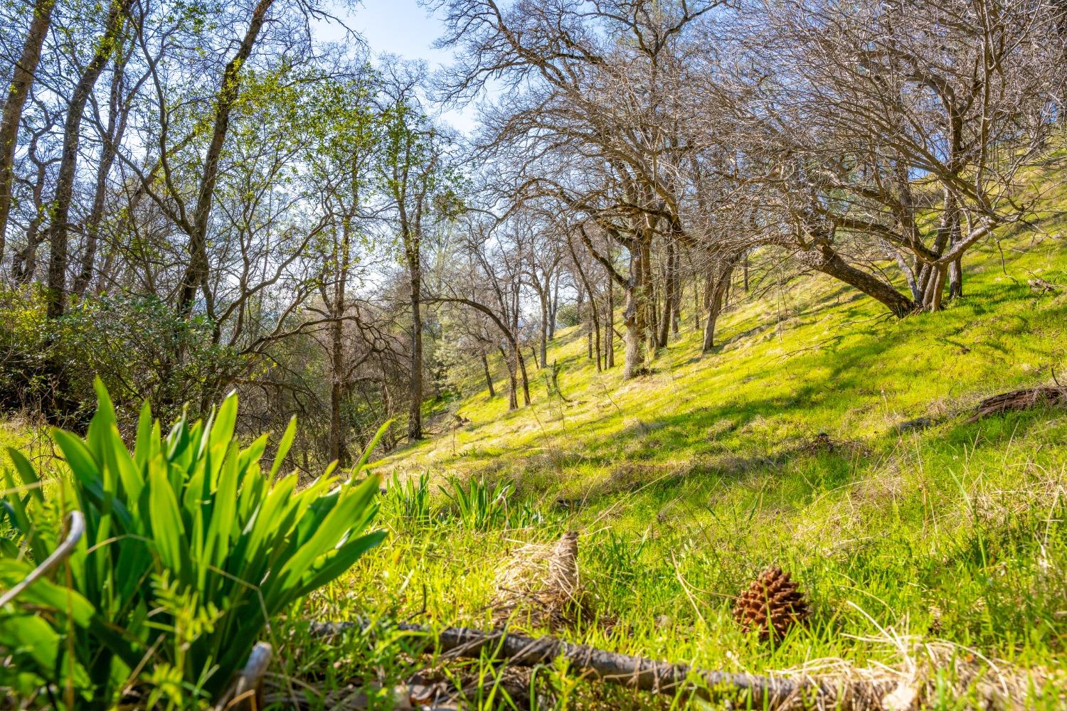 Mt Murphy Road, Garden Valley, California image 11