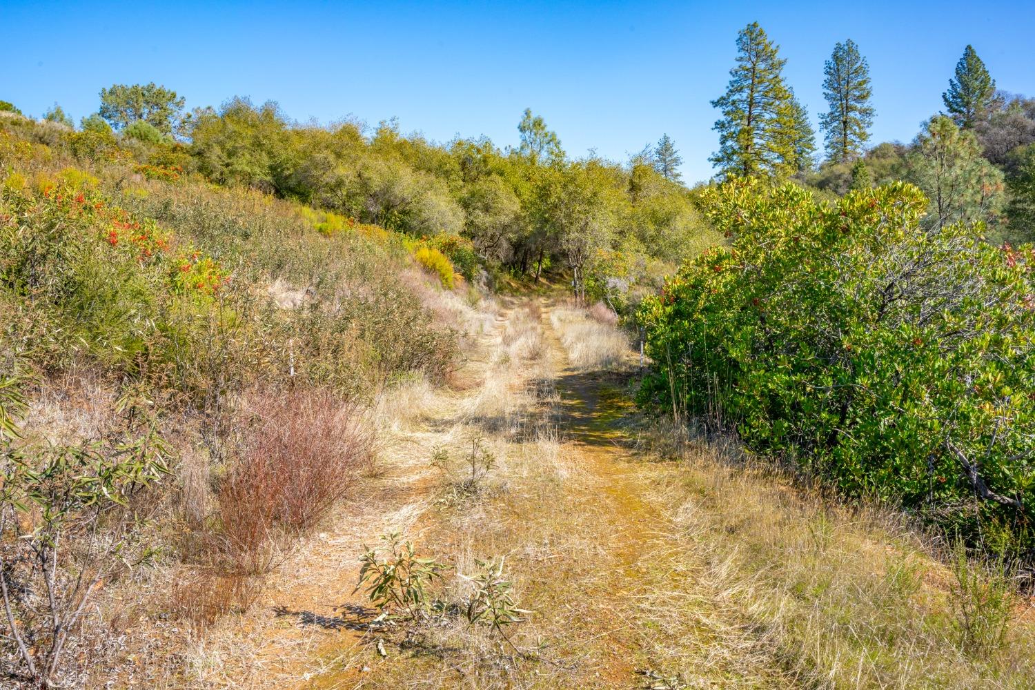 Mt Murphy Road, Garden Valley, California image 6