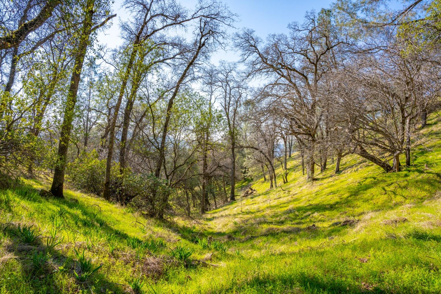 Mt Murphy Road, Garden Valley, California image 5