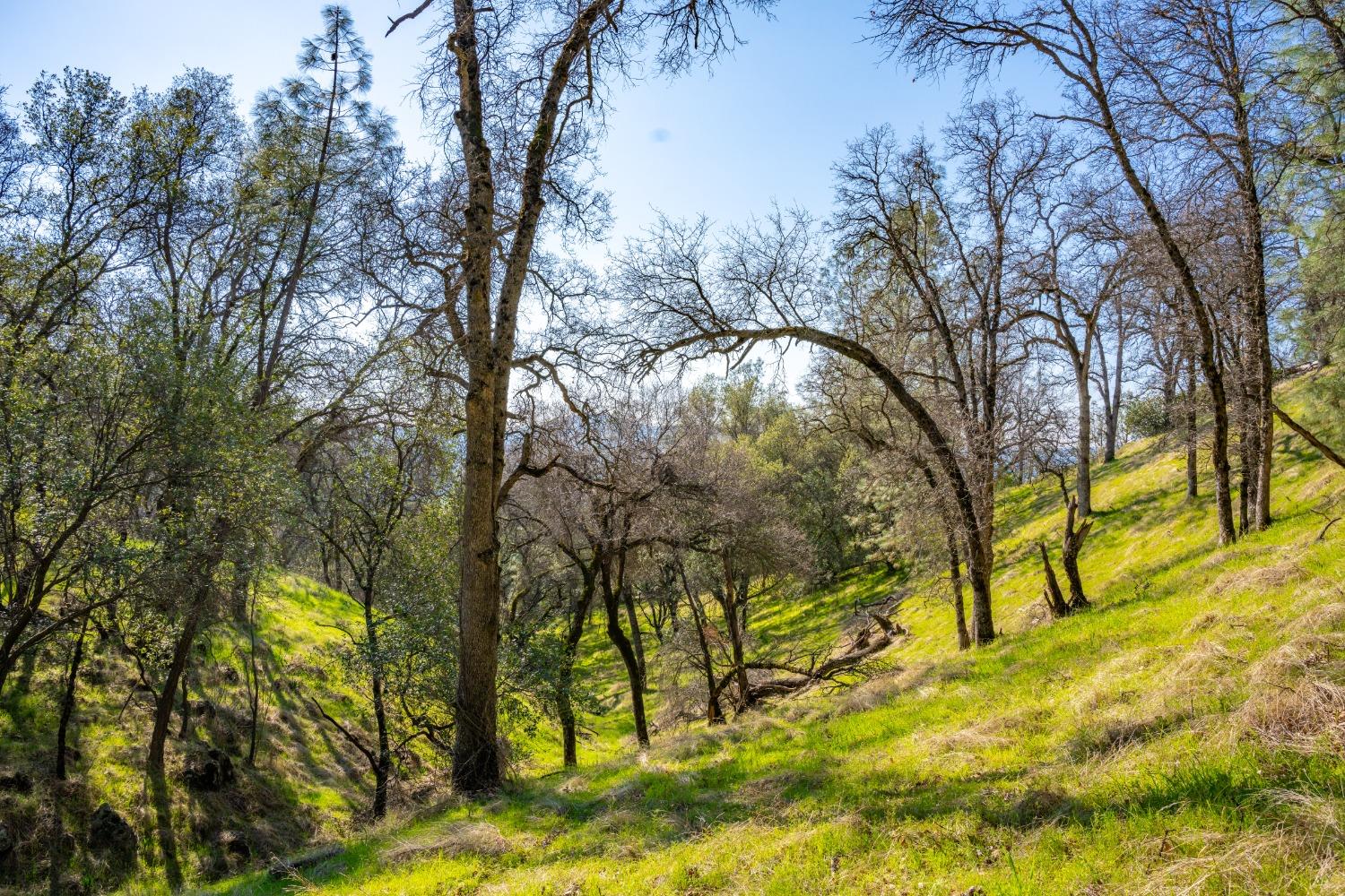 Mt Murphy Road, Garden Valley, California image 9