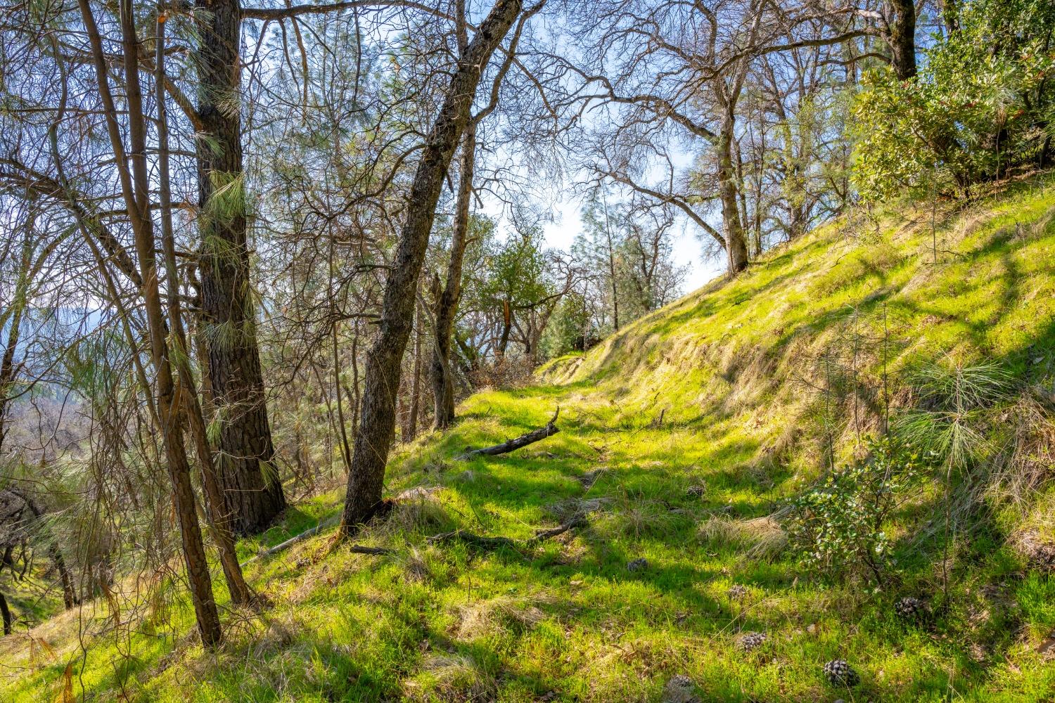 Mt Murphy Road, Garden Valley, California image 10