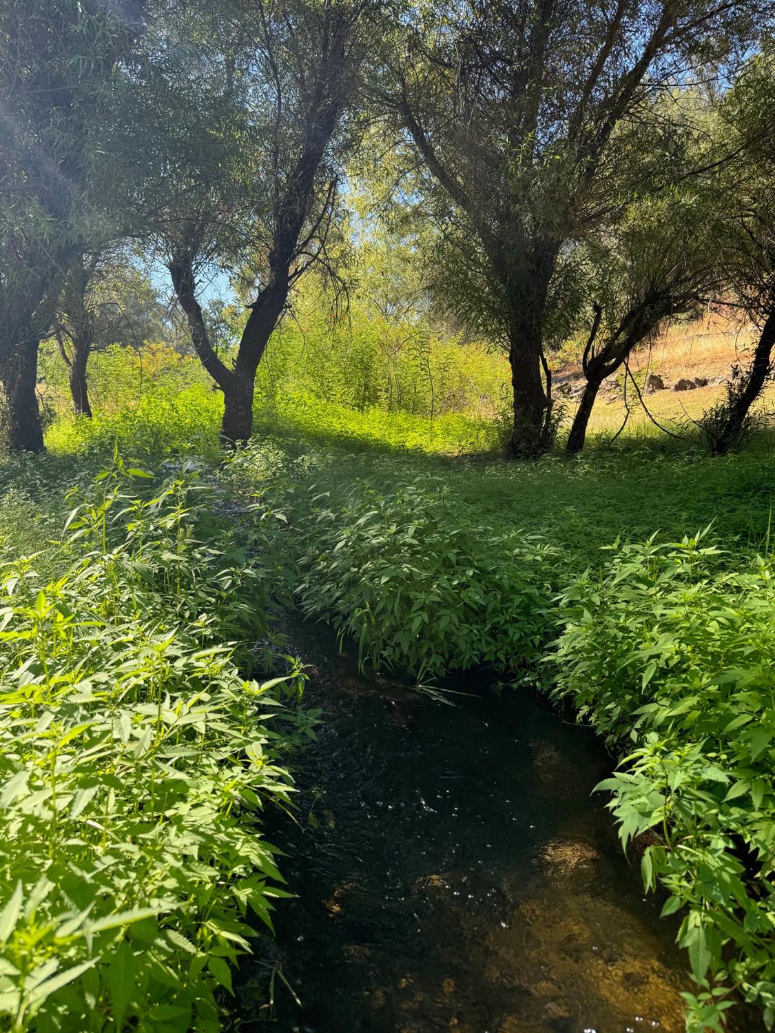 Mccourtney Road, Penn Valley, California image 26