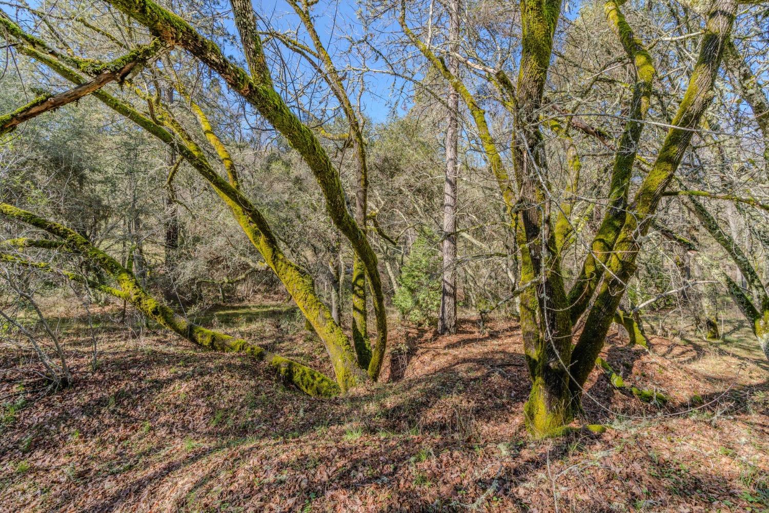 Quartz Mountain Road, Fiddletown, California image 34