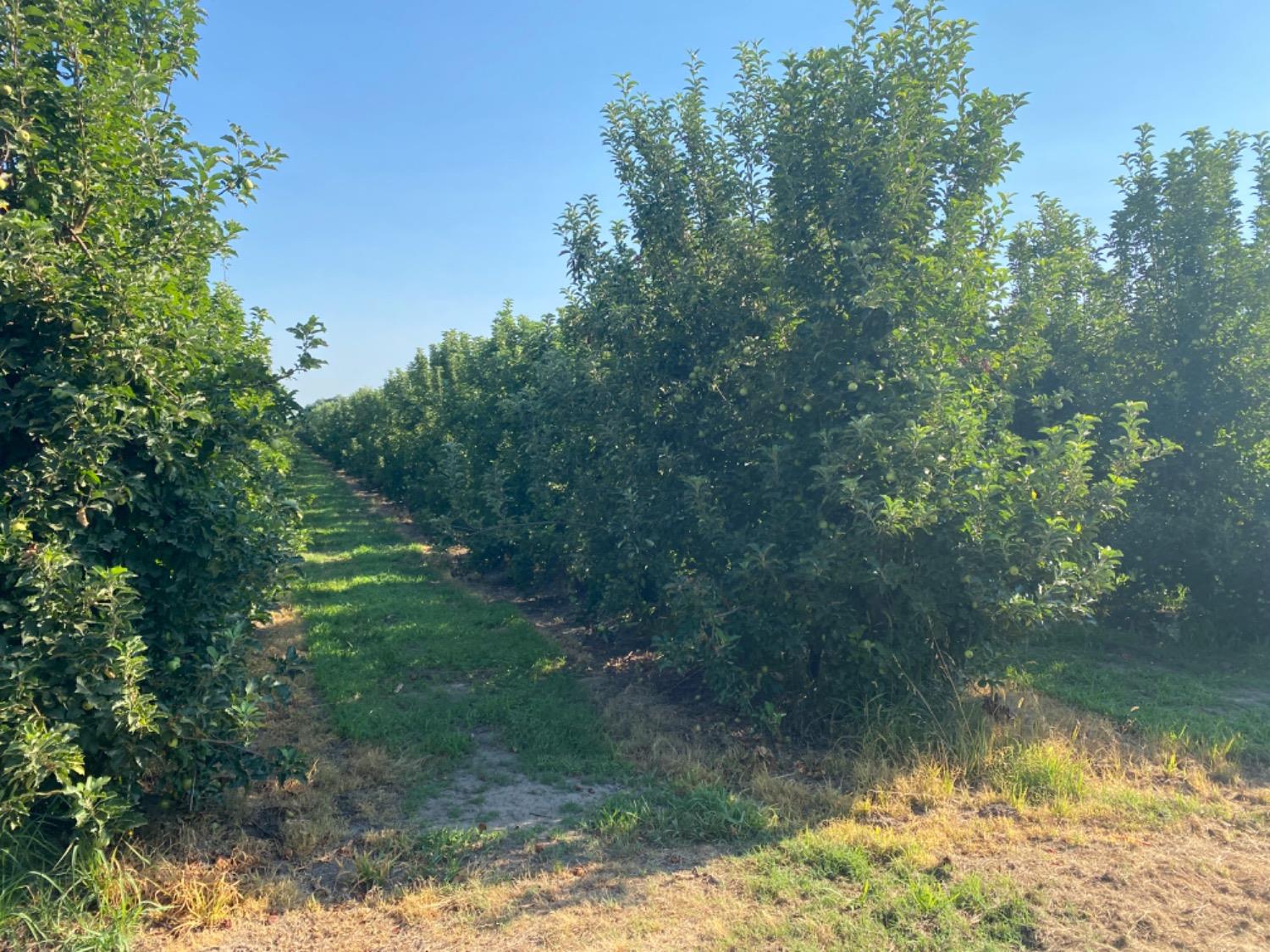 Louise Avenue, Escalon, California image 5
